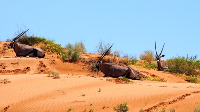 Oryx-Antilopen, Kalahari Südafrika, Fotografie Sabine Lueder