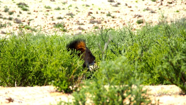 Kalahari Löwe, Fotografie Sabine Lueder